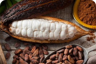 Cacao - Món quà của tự nhiên
